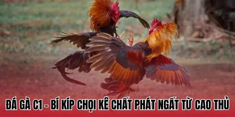 Đá Gà C1 BJ88